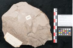 Foto (Objekt + Etikett) von Juglans acuminata Braun (NHMW-GEO-2024-0188-8029)